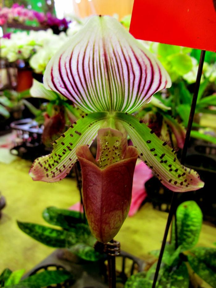 druh farebné-Orhideen