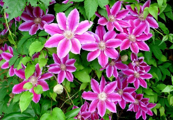Gėlių rūšys nuo A iki Z, Clematis tinkamai rūpinasi, didelės violetinės gėlės, nuotraukos ir informacija apie gėlių