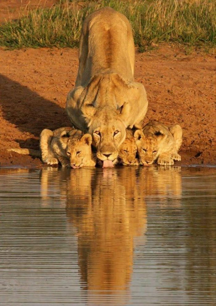imagens frescas Leoa beber pouco-lion-água