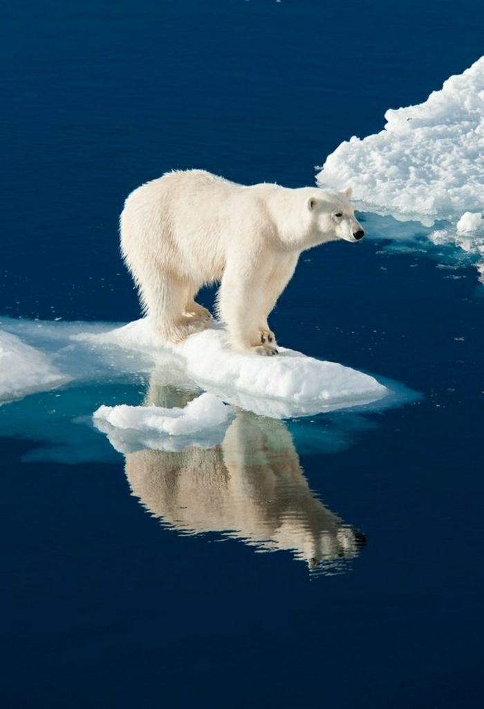 images-Polar Ice Cool