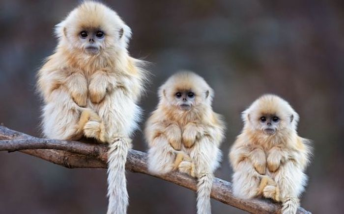 trys mieli beždžionės tyliai sėdi ant šakos, kabančios uodegos, juodos akys