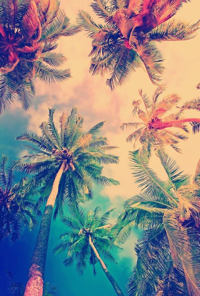 Vasara, jūra, aukšti palmių su žaliaisiais vainikais, mėlyna-balta dangaus