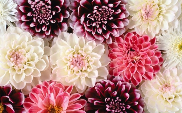 Dahlija - viena iš gražiausių rudens gėlių, didelių gėlių skirtinguose atspalviuose, tapetai su gėlėmis