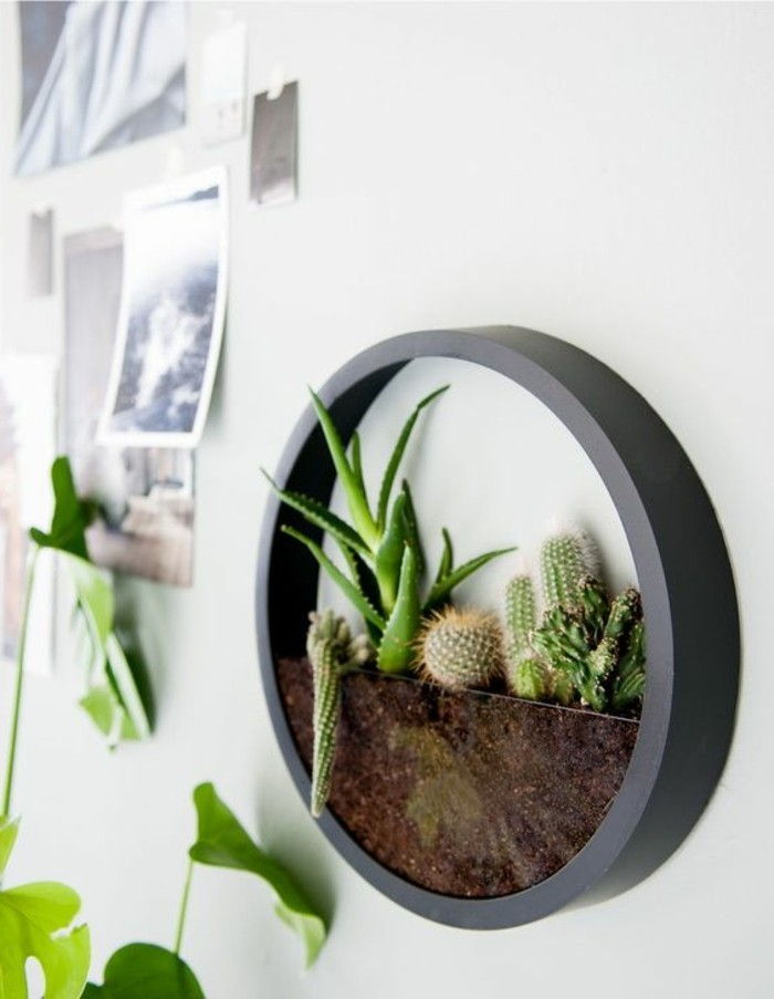 deco-tips-terrarium-hvitt-vegg-bilder-fotowand-grønn-plante-aloe-vera