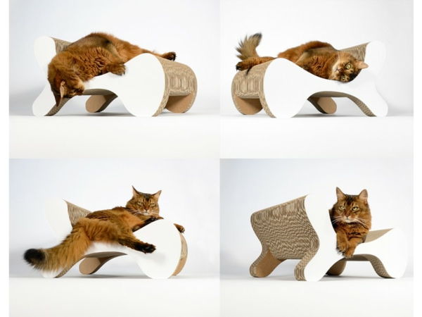 dizaino baldai katės katė ant