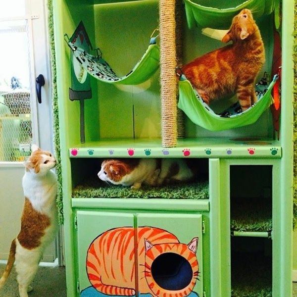 dizaino baldai katės DIY-katė-viešbutis-žalia