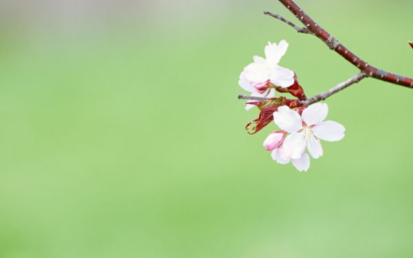 masaüstü arkaplanı-yay-çiçeği Yön-şube