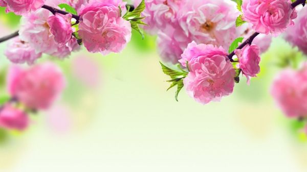 masaüstü arkaplanı-bahar-çiçek-in-pembe
