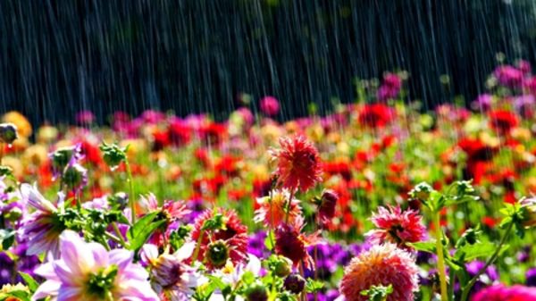 masaüstü arkaplanı-bahar Renkli Çiçekler