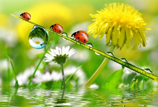 ladybugs ile tatlı bahar arka plan