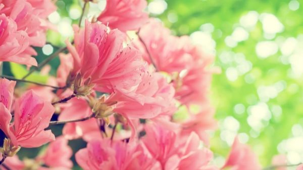masaüstü arkaplanı-yay-pembe çiçekler