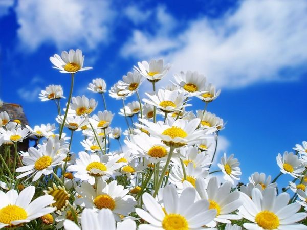 masaüstü arkaplanı-yay-tatlı-beyaz-çiçekler