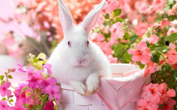 masaüstü arkaplanı-yay-beyaz-tavşan-pembe çiçekler
