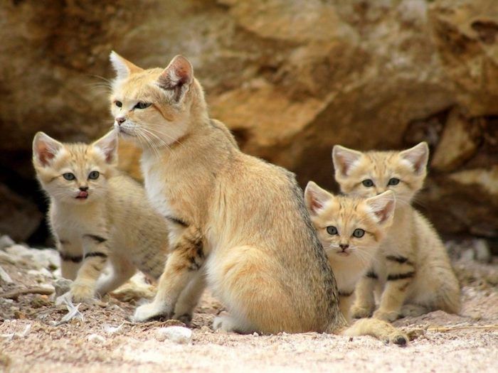 Dykumos katės, Felis margarita, mielos katės su rudais kailiais, smėliu