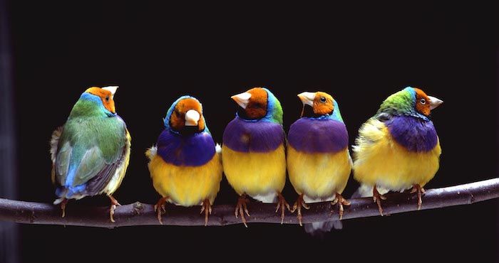penki maži paukščiai su spalvingomis plunksnomis, oranžinės spalvos, baltieji snapai