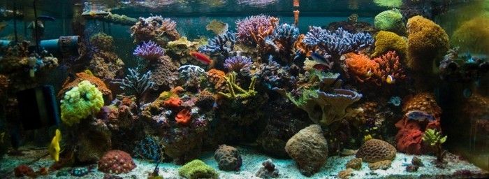 the-best-akvarium-design för vatten fisk-med-korall-sten och sand
