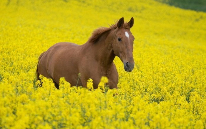 de-meeste-horse-de-wereld-brown-animal-to-the-geel-weide-mad
