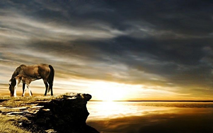 de-meeste-horse-the-world-uniek-zonsondergang foto