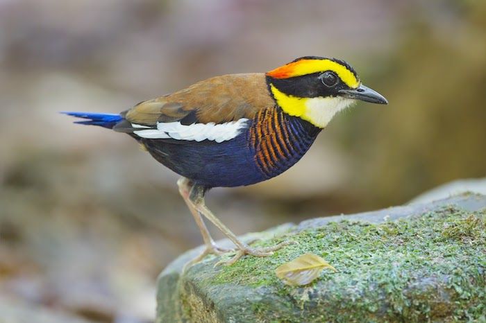 Fågel med blå och bruna fjädrar, gul huvud, orange bröst