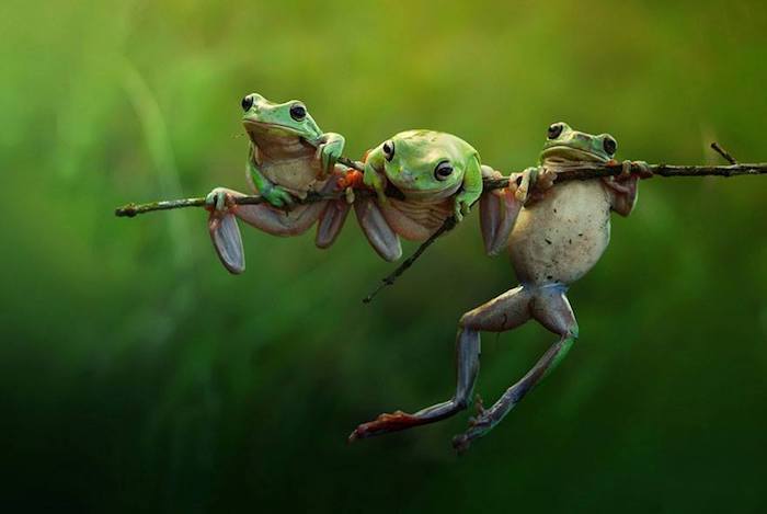 Harfian Herdi A Rais slike, tri male žabe, ki visijo na veji