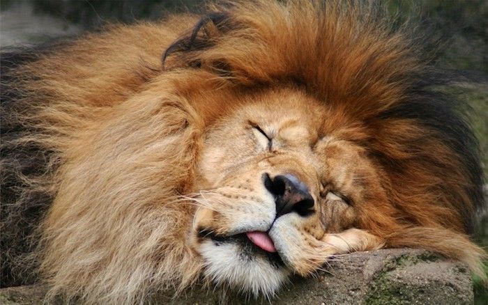 Ecco divertenti foto della buonanotte: un grande leone giallo dormiente con un piccolo naso nero