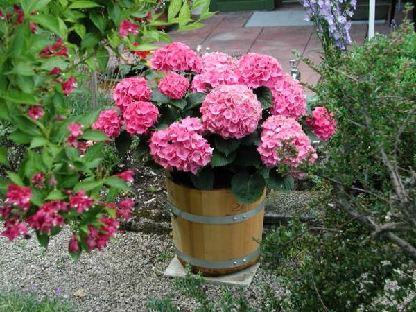 Çiçek saksıları tek Saksı-ile-güzel-tasarım-of-the odun peyzaj-fikirler-Gartengestaltung-örnekleri-bahçe tasarım fikirleri