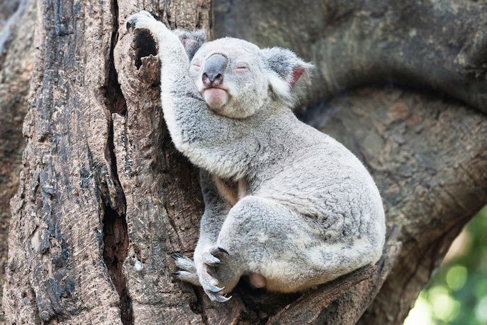 immagini divertenti della buona notte - un piccolo koala grigio che dorme con un grosso naso nero e un albero