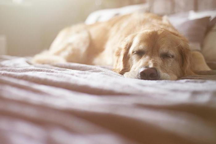 belle foto di buona notte - ecco una foto con un cane giallo dorato che dorme con un naso nero e un letto