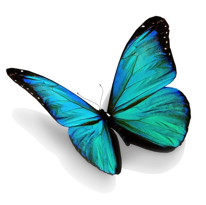 Čia yra mėlyna ir labai graži pasakos mėlyna drugelis - puiki idėja tatuiruotė su mėlyna drugelis