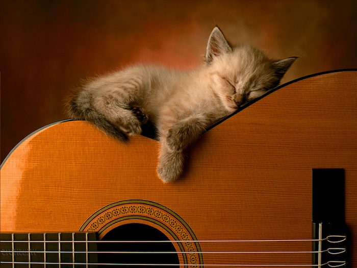 molto piccolo gatto grigio che dorme con un piccolo naso rosa e un grande gopping arancione - immagini divertenti buona notte