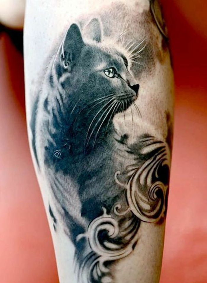 jeden z naszych niezależnych od tatuażu kotów - tutaj jest szary kot z długimi białymi ogonami i zielonymi oczami