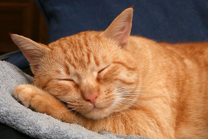 buonanotte le mie foto d'amore - un grande gatto addormentato arancione con un piccolo naso rosa