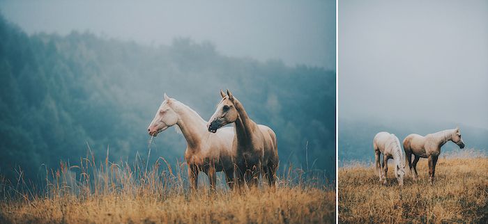 To flotte hestbilder med fire vakre bryghester med blå øyne og tett mane, bilde med et gult gress og en skog med grønne trær