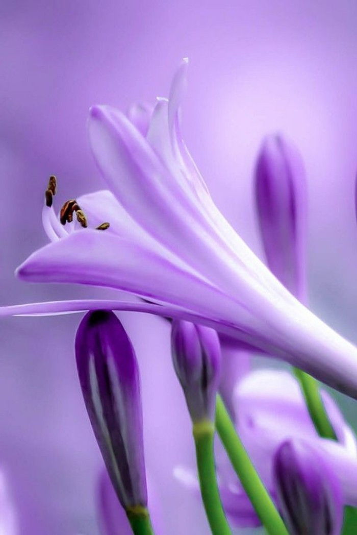 unike-lilla-blomsten Agapanthus fantastisk bilde