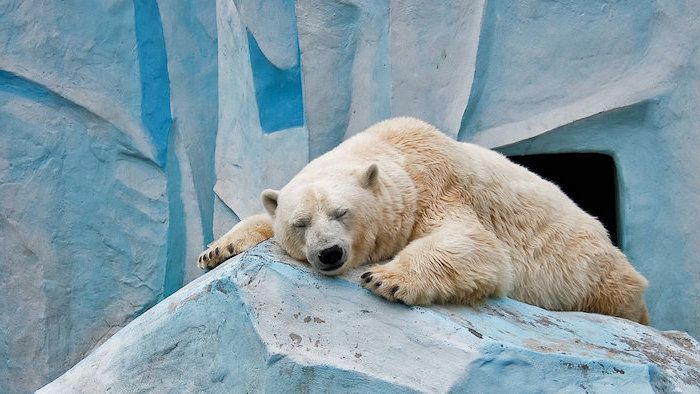 buone foto notturne per whatsapp - ecco un orso bianco che dorme con un grande naso nero ci ghiaccia