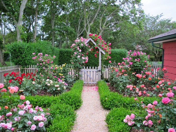 Inglês Country Garden Rose, várias cores