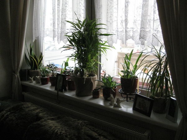 spĺňajú-the-okenné druhovo bohaté-rastlina