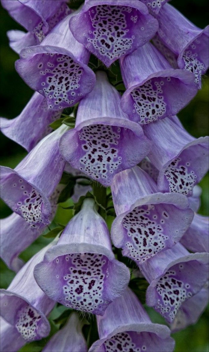 exotically okrašena vijolično cvet fotografijo-of-NaH