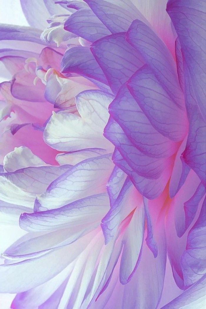 eksotični cvet vrste cvet-v-romantično-roza-vijolične odtenke