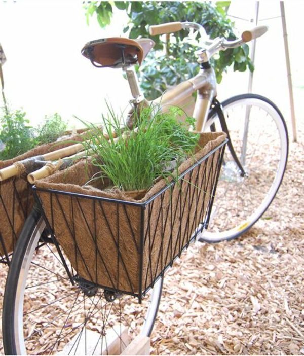 bisiklet sepet bitki - yeşil dekoratif bitki