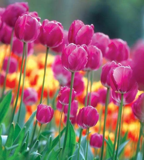 Tulip-the-buy-lalea-lalea-in-amsterdam-lalea tapet Flori de primăvară Fancy tapet lalea-plantare
