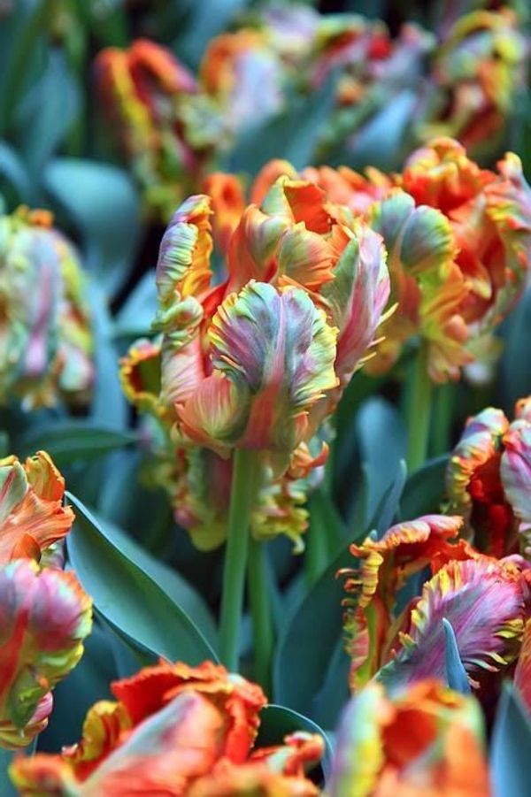 Buy-tapeten tulpanväxttulpantulpan in Amsterdam tulpan tapet tulip-- fantastiskt