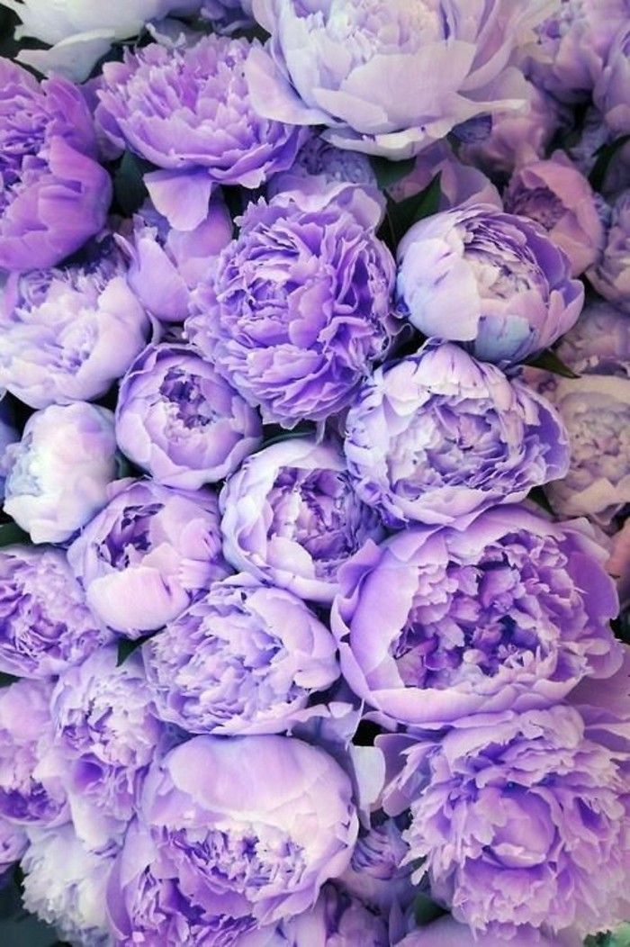 fantastično-vijolični cvet potonike spomladi cvetje