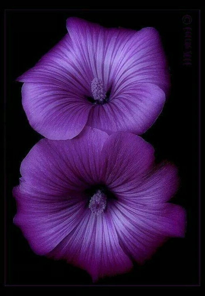 fascinerende-lilla-blomst-profesjonelle foto