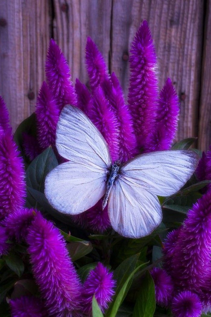 büyüleyici foto-of-beyaz-kelebek-on-çiçek açan mor-celosia