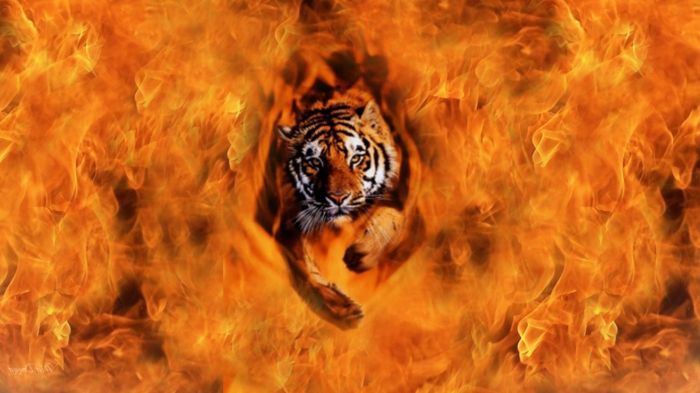 fire-wallpaper-a-tiger