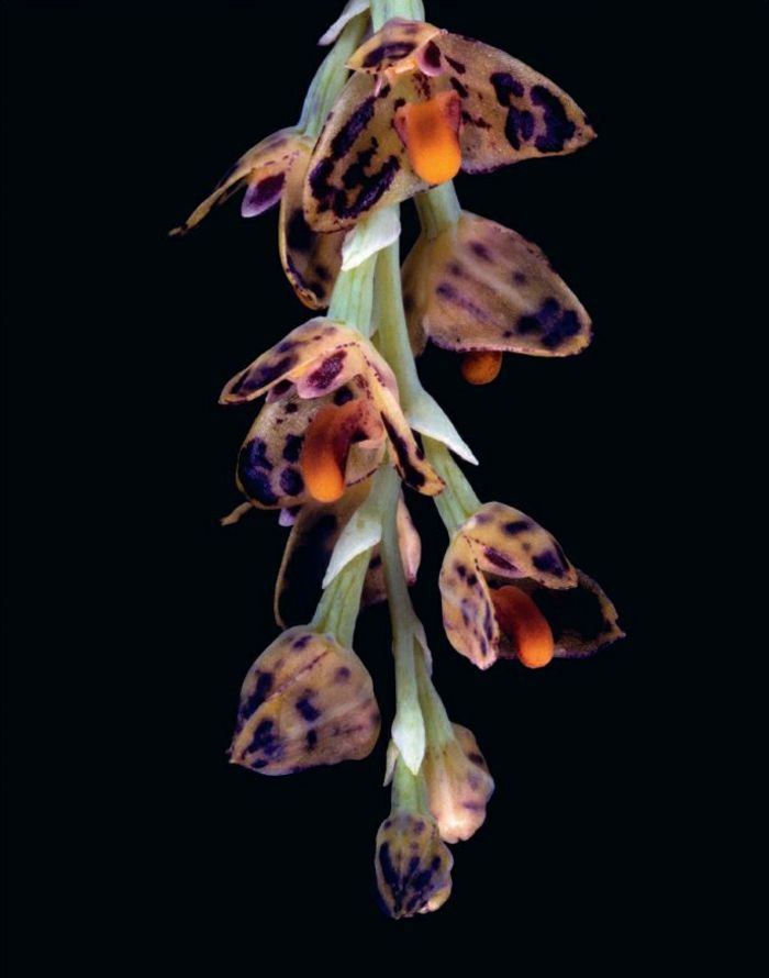 farebného Orhideen druhovo čierne pozadie