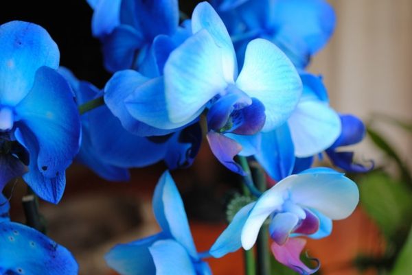 foto-a-modro-orhideja-Floral Deco Poroka Decor-ideje
