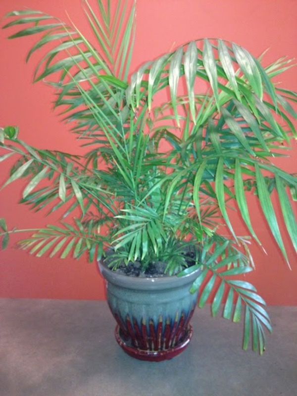 foto-de-um-exótico-verde-planta-na sala com tinta de parede interessante