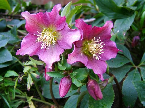 primăvară culoare flori roz-Helleborus-